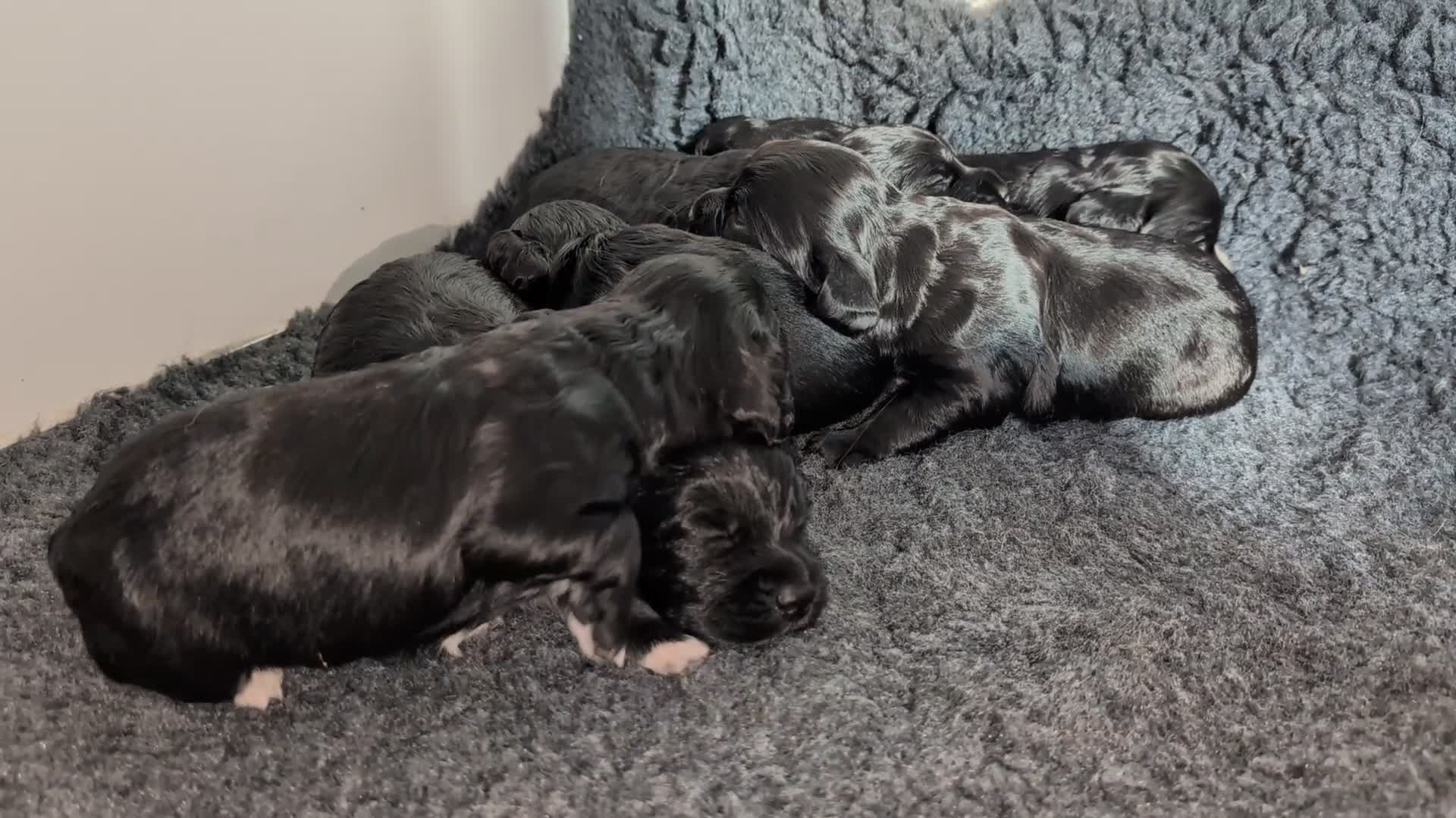 Cocker Spaniel dogs for sale: KC Registered Working Cocker Spaniel Puppies  - Video 1