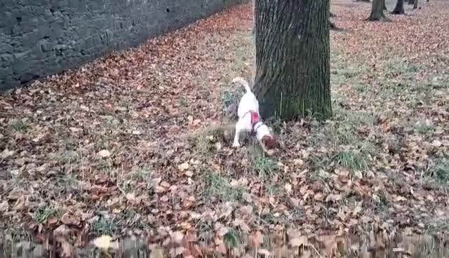 Jack Russell dogs for adoption: BENNY – WAITING FOR HIS HAPPY ENDING 🐶🏡 - Video 2