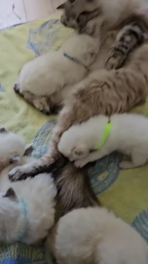 Ragdoll cats for sale: Stunning Ragdoll Kitten's  - Video 1