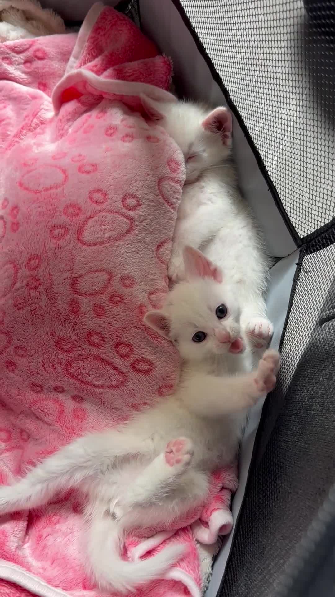 Ragdoll cats for sale: Ragdoll X Turkish Angora One Female Left!🩷 - Video 1