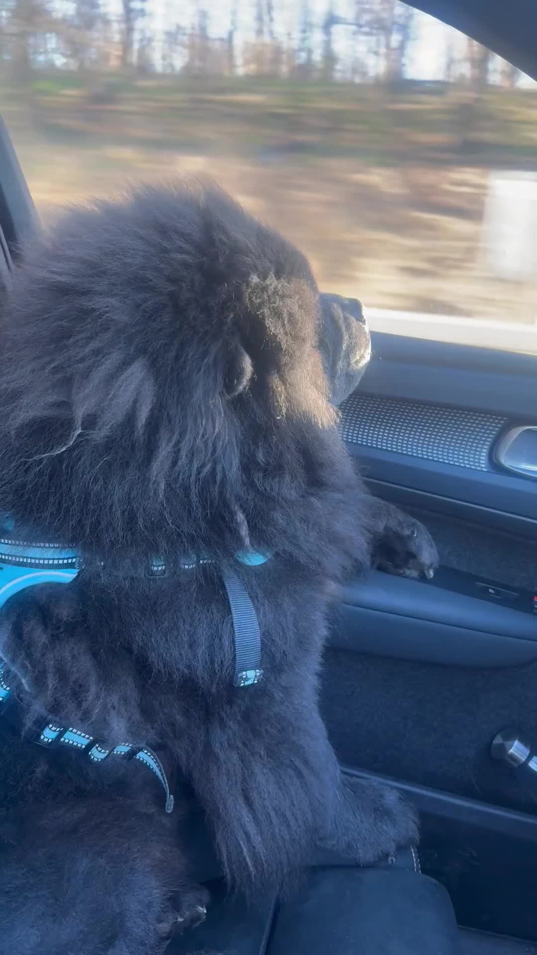 Chow Chow dogs for stud: Stud  - Video 1