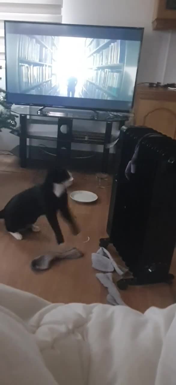 British Shorthair cats for sale: 2 Beautiful Boys for Sale - Video 4