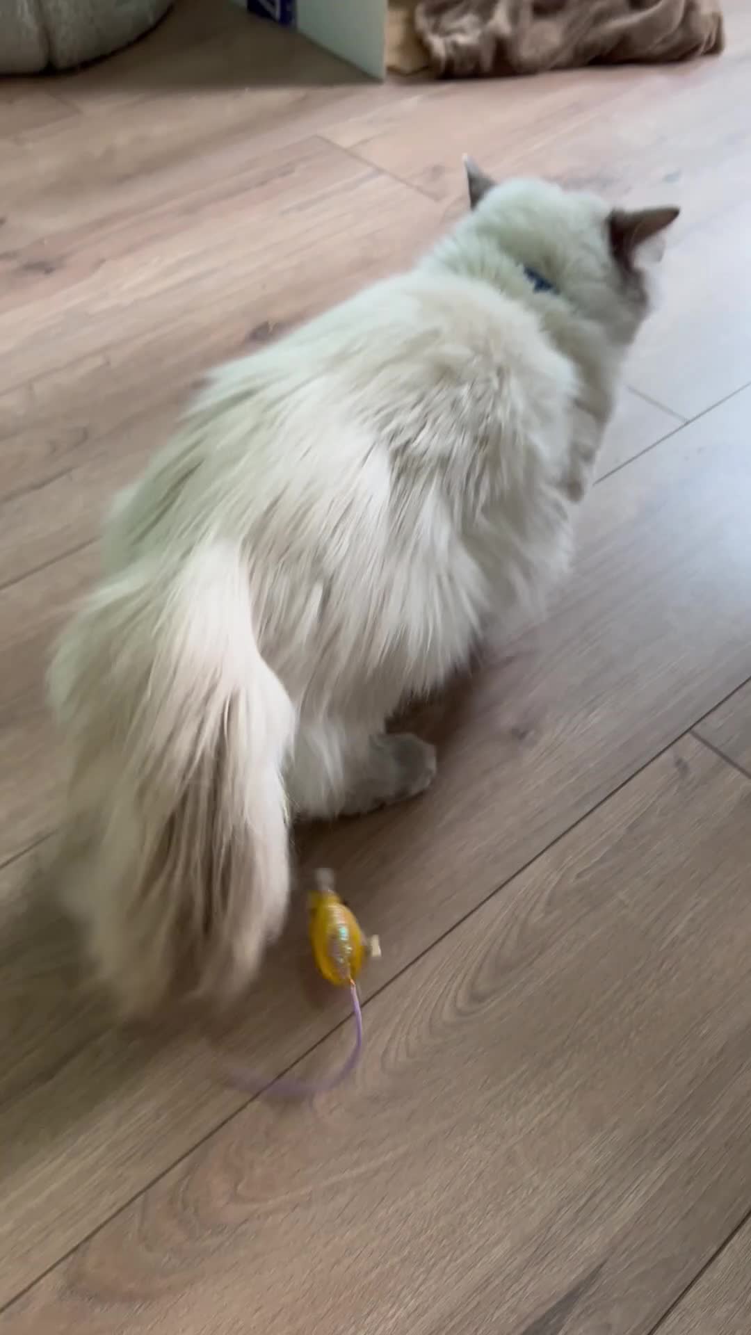 Ragdoll cats for sale:  GCCF Ragdoll Male - 1 Year Old - Video 1