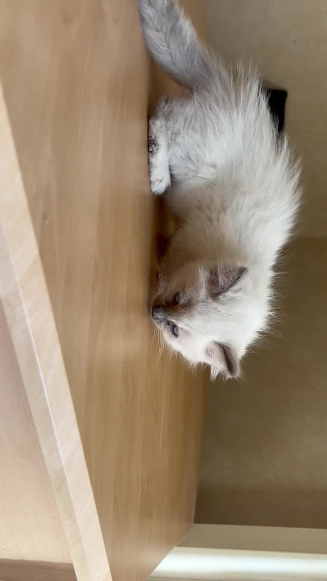 Ragdoll cats for sale: Beautiful Ragdols - Video 2