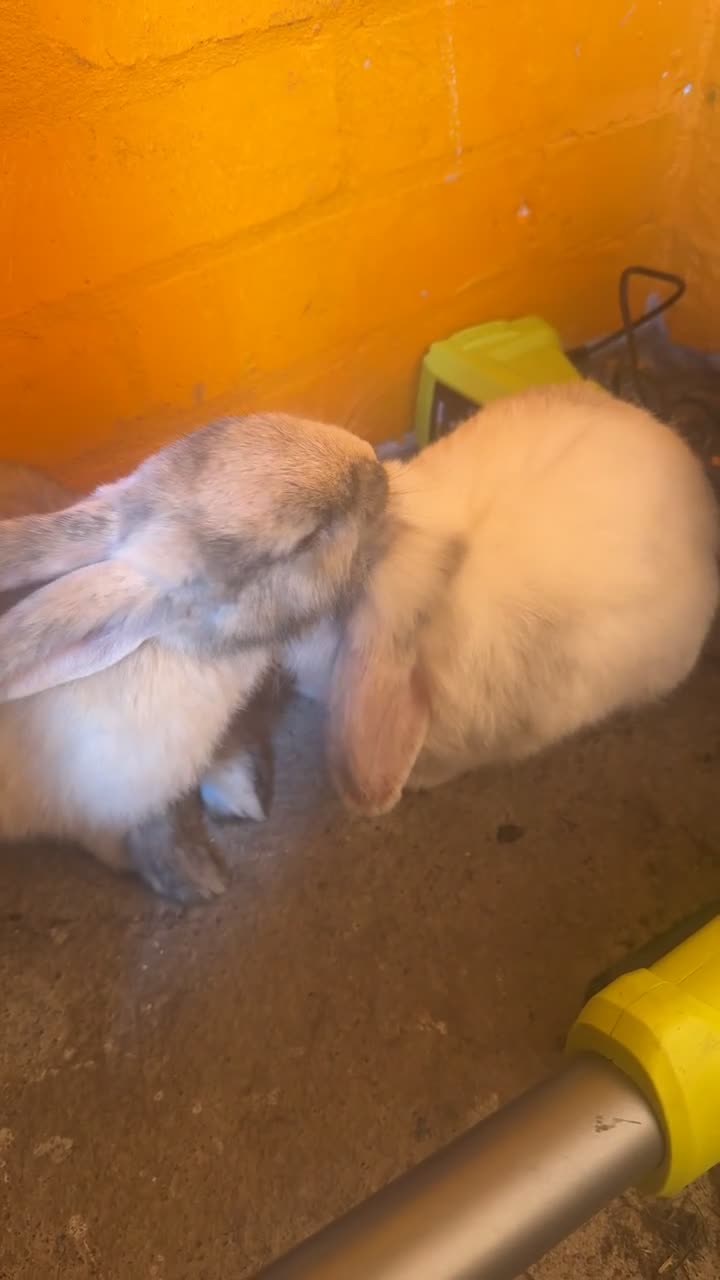 Mixed Breed rabbits for sale: bonded pair rabbits in Birmingham - Video 2