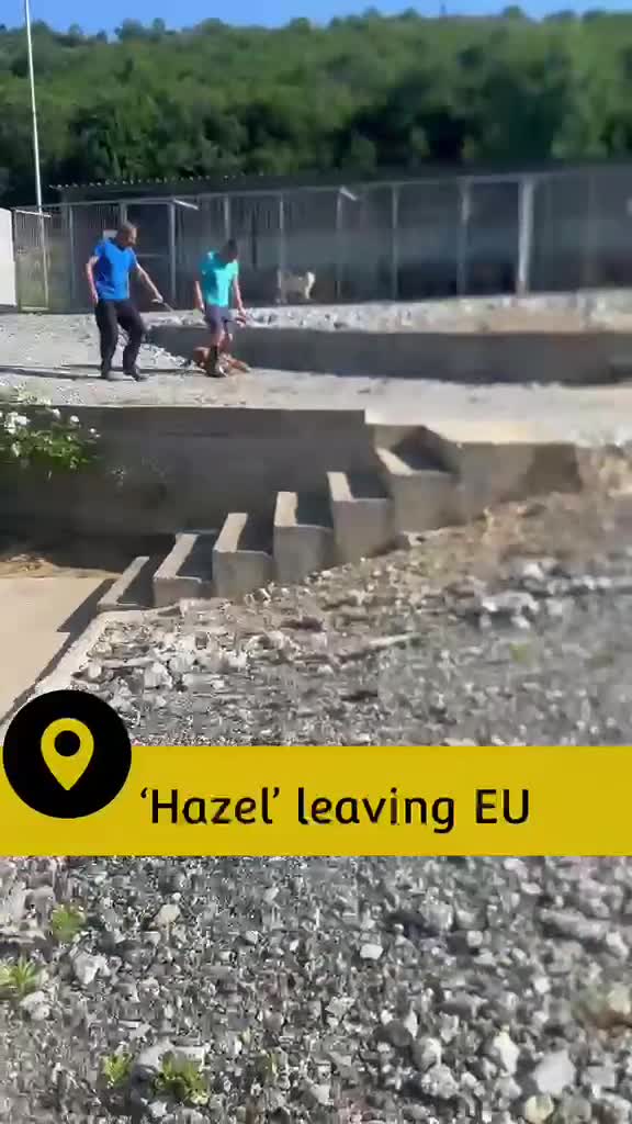 Mixed Breed dogs for adoption: Hazel, 6 months approx. Available for adoption. - Video 2