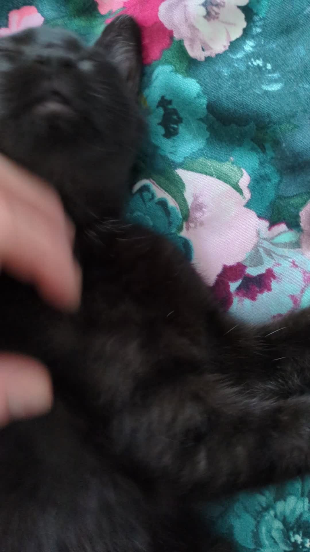 Bengal cats for sale: Super child friendly Bengal kittens boy and girl - Video 2