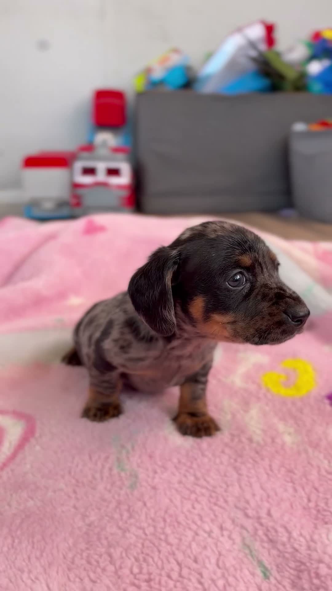Mixed Breed dogs for sale: My beautiful Jack Russell X dachshund pups.  - Video 4