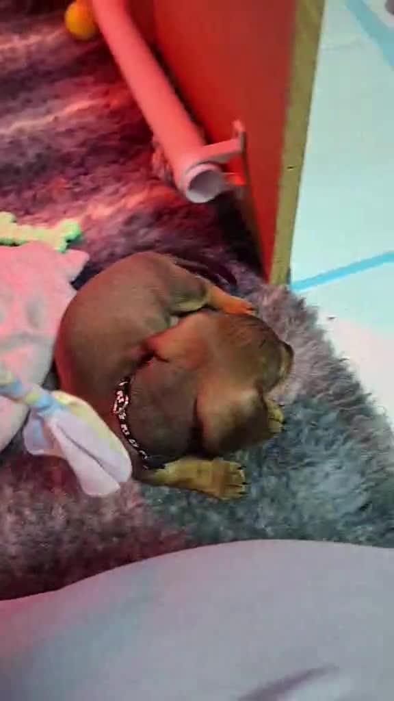 Miniature Dachshund dogs for sale: 5 gorgeous miniature dachshund puppies for sale  - Video 1