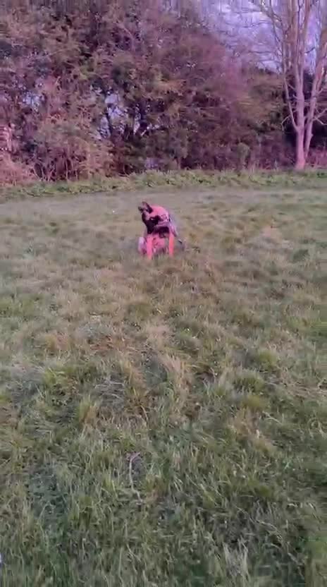 Belgian Shepherd Dog dogs for sale: Belgian Shepherd Malinois - Video 1