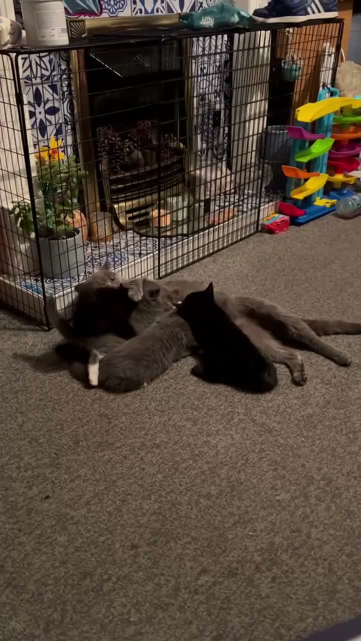 Mixed Breed cats for sale: Three Black British Shorthair Cross Kittens - Video 1