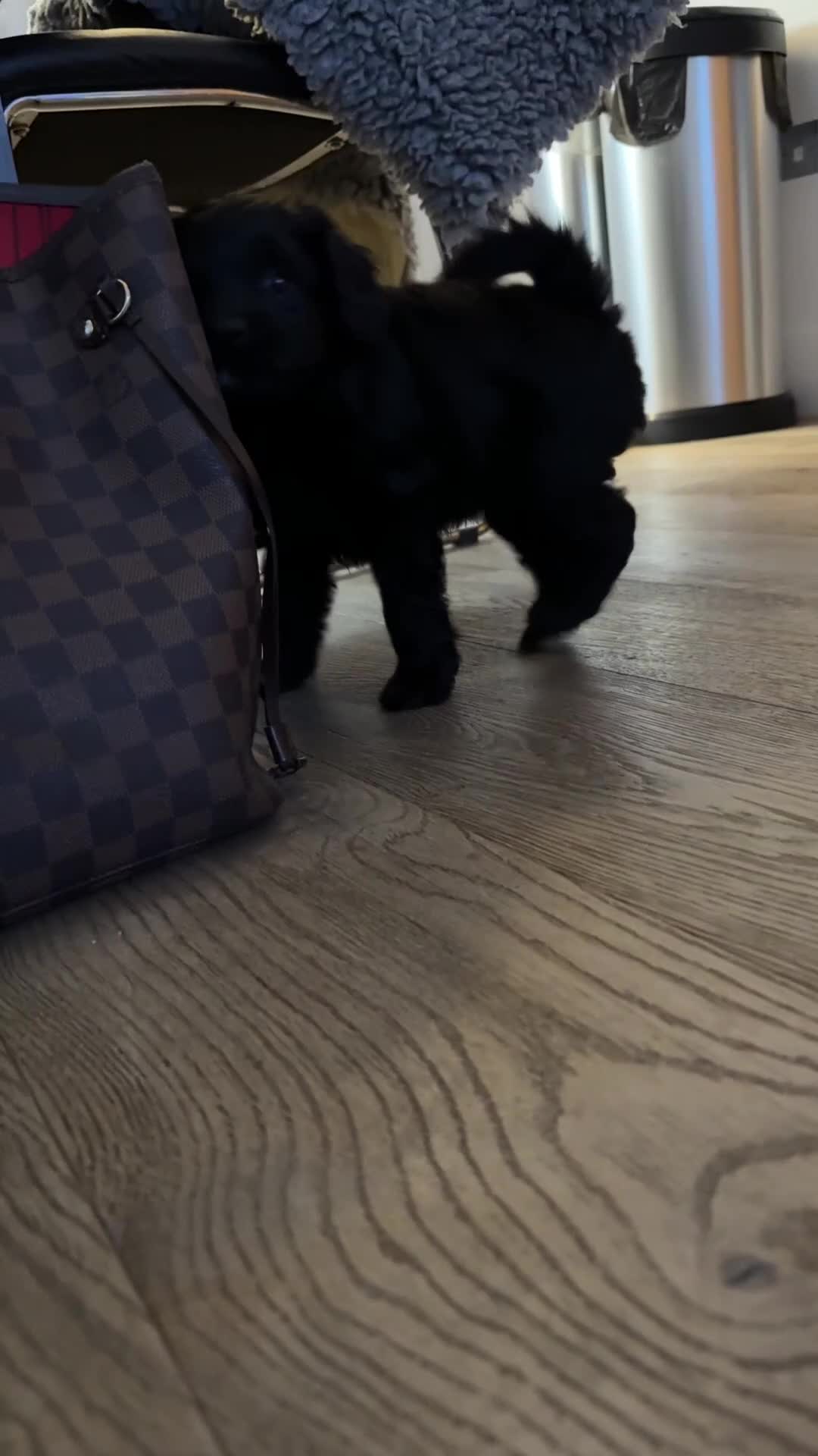 Mixed Breed dogs for sale: Beautiful Tiboodles Boy & Girl for sale  - Video 1