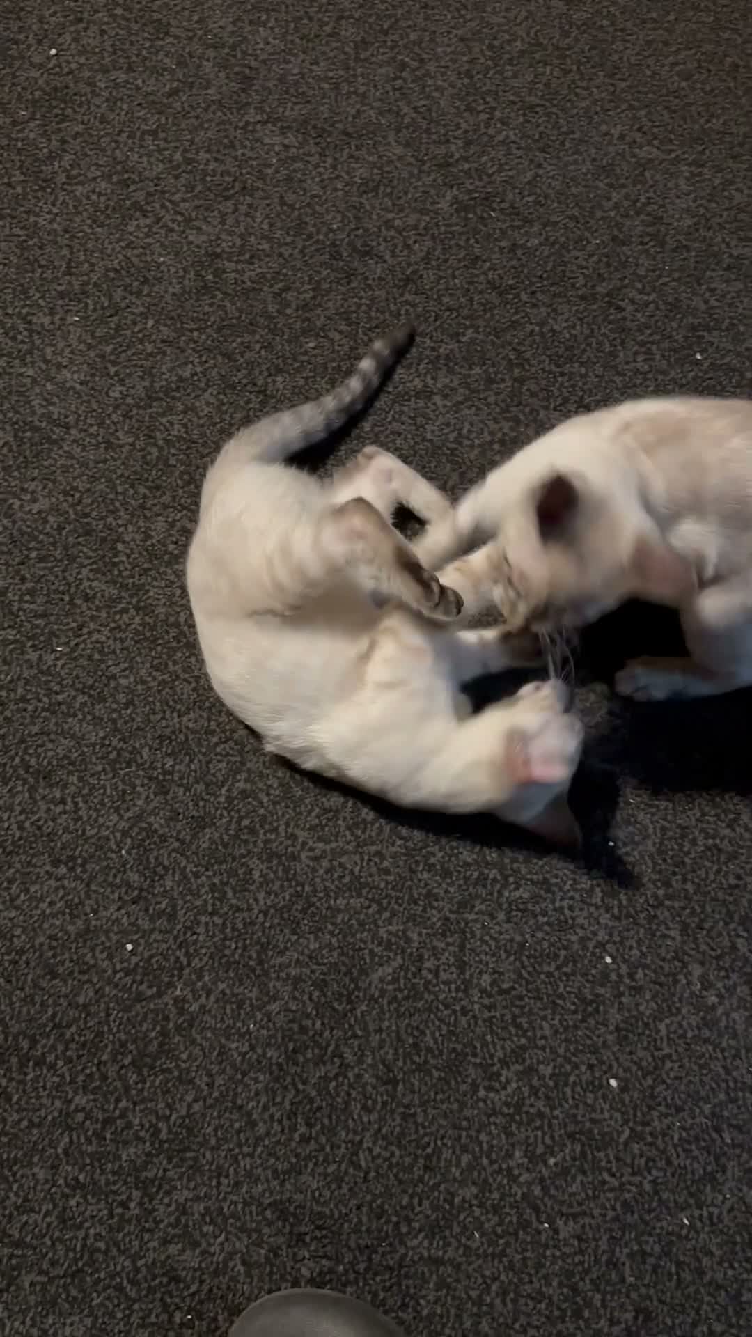 Bengal cats for sale: Bengal kittens  - Video 1