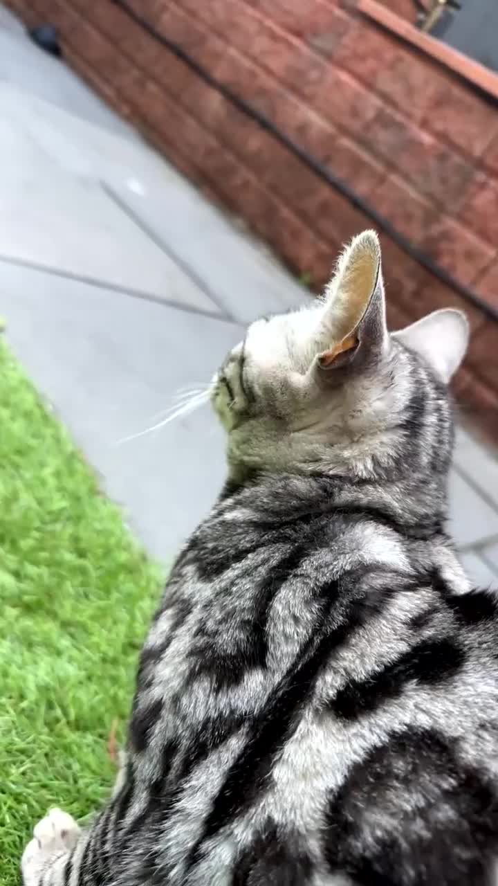 Bengal cats for sale: Stunning Pure Silver Bengal Female! - Video 1