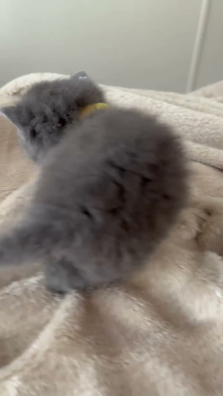 British Shorthair cats for sale: Grey British short hair beautiful kittens - Video 2