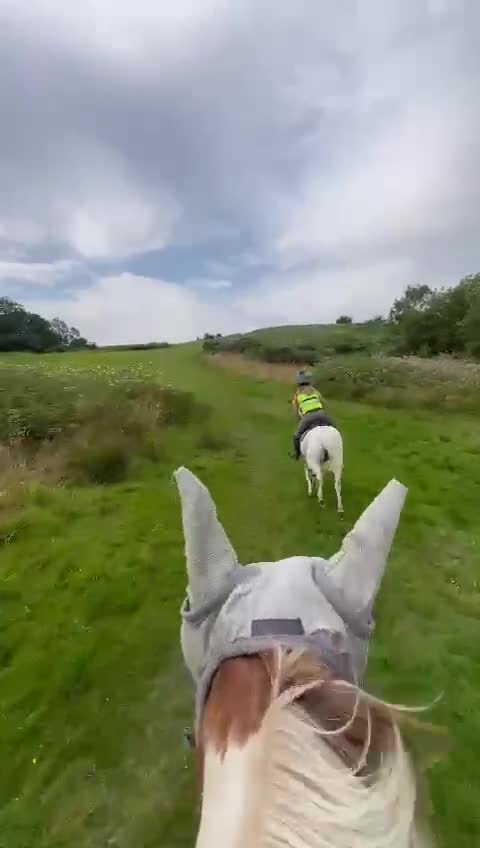 Welsh Section A horses for sale: Welsh Mountain pony x Arab - Video 1