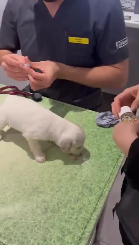 Cockapoo dogs for sale: 💛*COCKERPOO’S READY NOW in Cheshire*💛🏡 - Video 1