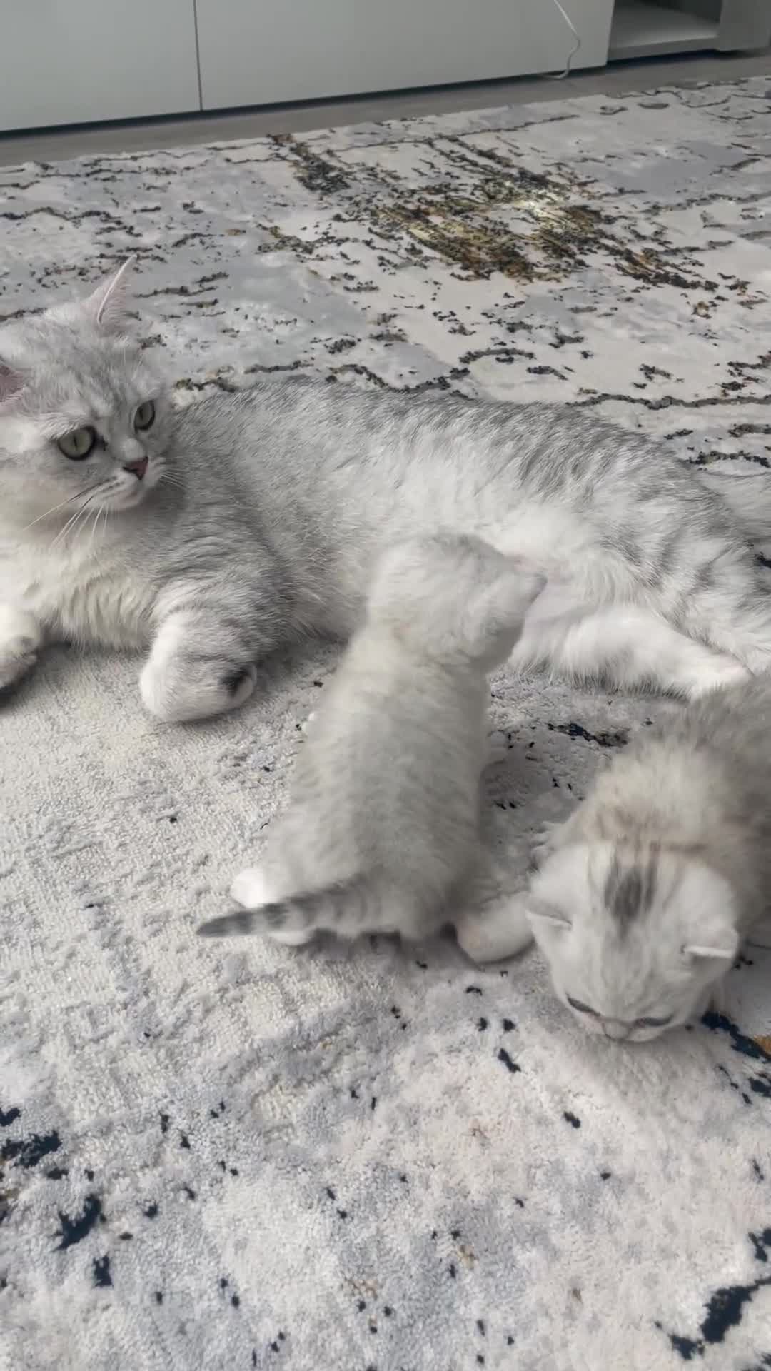 British Shorthair cats for sale: Silver Tipped British Shorthair Kittens - Video 2