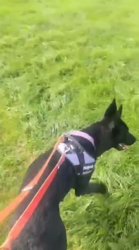 Mixed Breed dogs for adoption: ❤️🐶 MULAN – BEAUTIFUL, BRILLIANT & READY  - Video 1