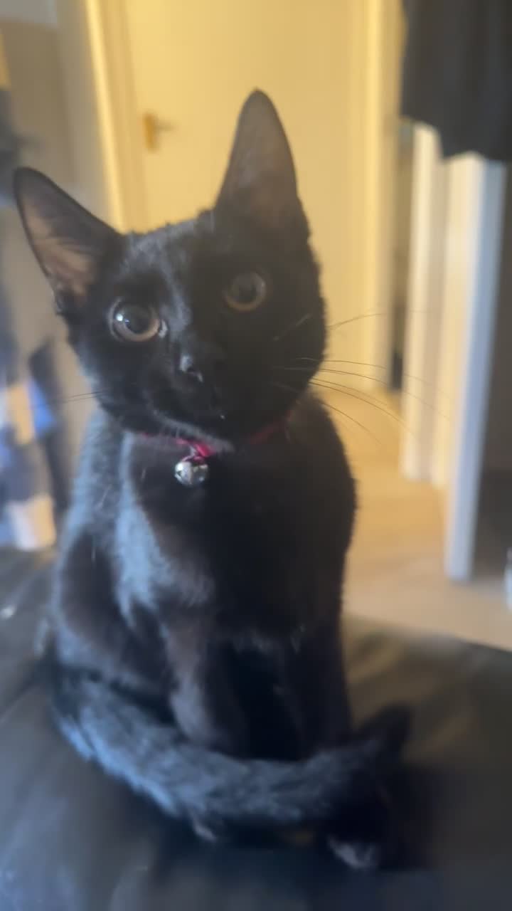 British Shorthair cats for sale: Female Kitten for sale  - Video 1