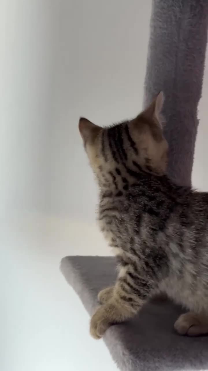 Mixed Breed cats for sale: Adorable Mixed Bengal Kittens- Dad 100% Bengal! - Video 2