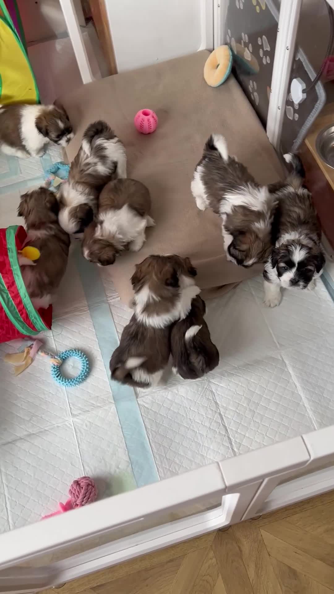 Lhasa Apso dogs for sale: ✨ Adorable Lhasa Apso Puppies  - Video 1