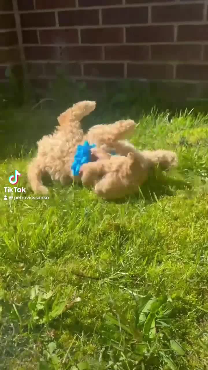 Goldendoodle dogs for sale: Goldendoodle puppies 💙🩷 - Video 2