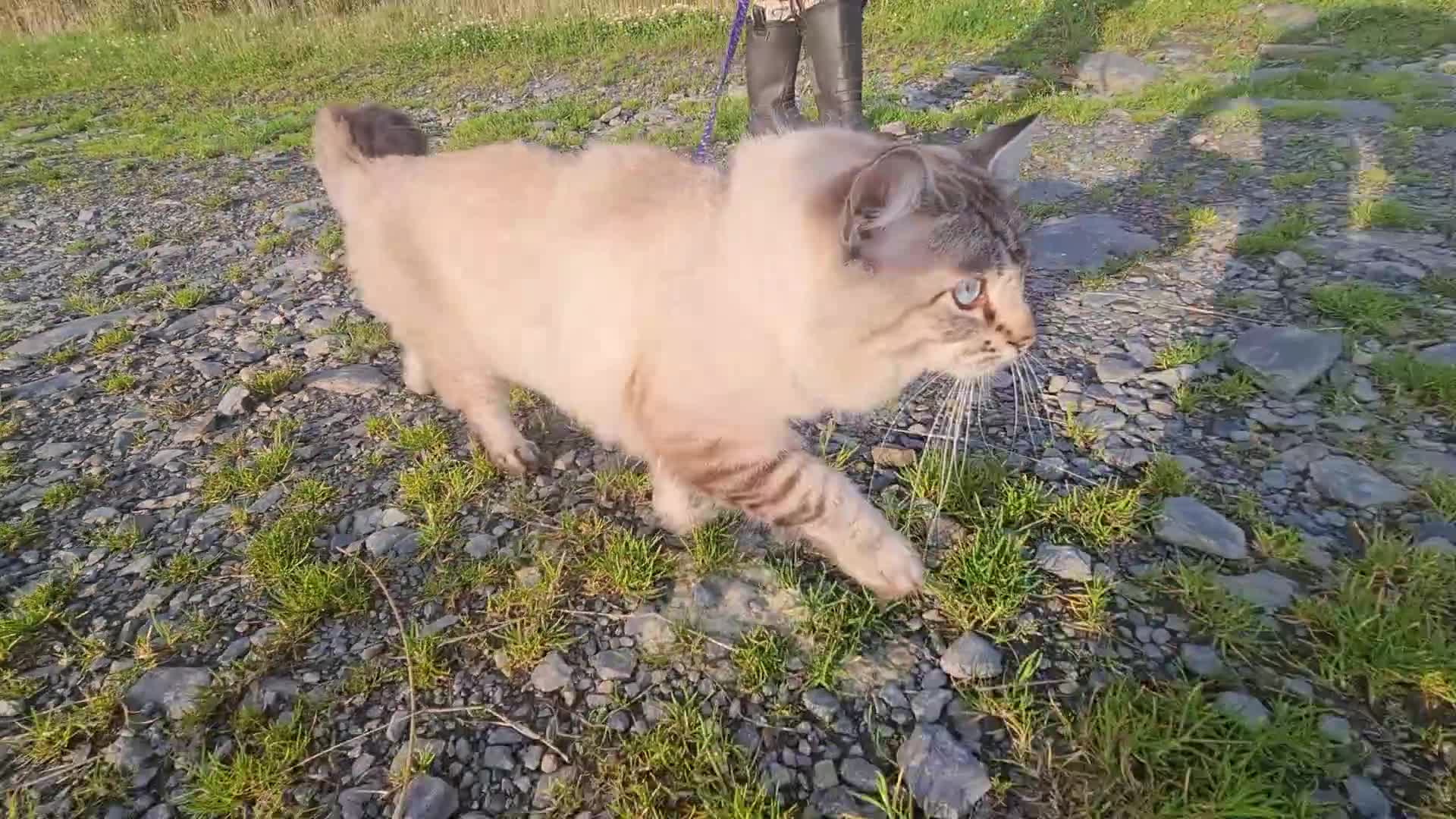 Ragdoll cats for sale: Cuddlest Ragdoll GCCF registered ACTIVE  - Video 1