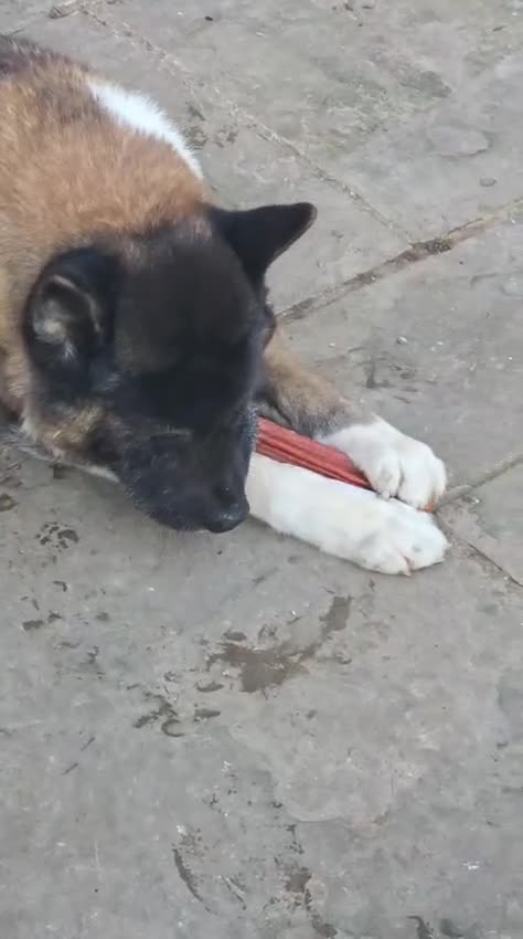 Akita dogs for sale: Beautiful American Akita needing a home ASAP - Video 2