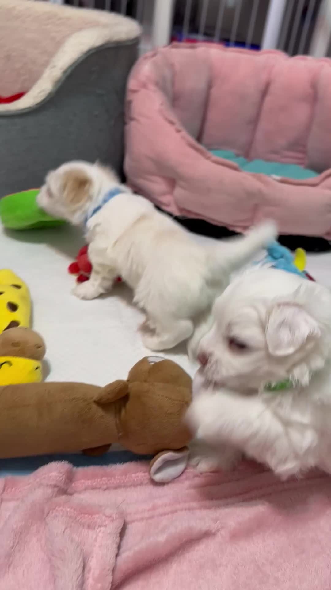 Bichon Frise dogs for sale: Adorable Bichon Frise Puppies - Video 2