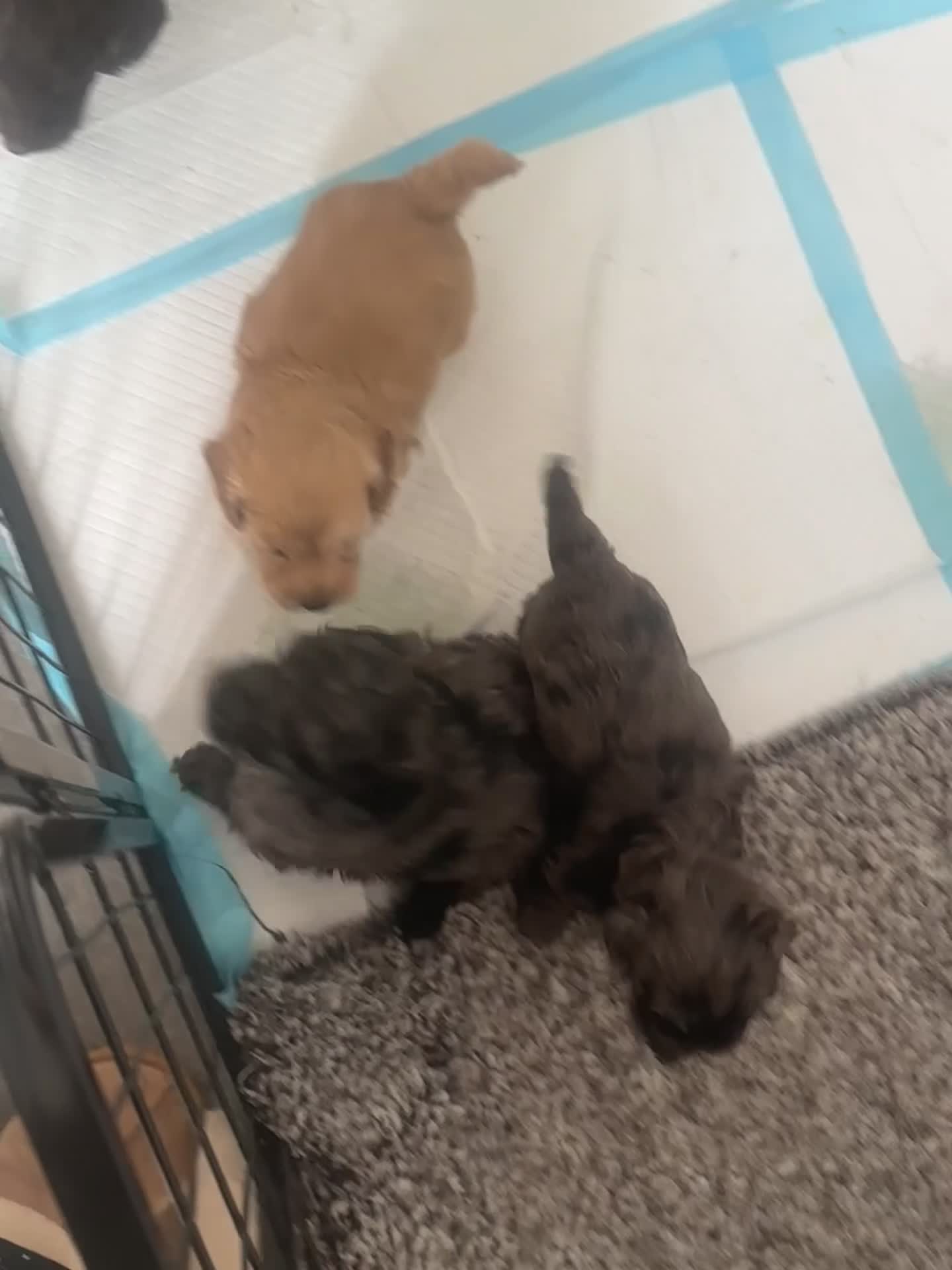 Mixed Breed dogs for sale:  doxiepoo pups 1x girl x3 boys  - Video 2