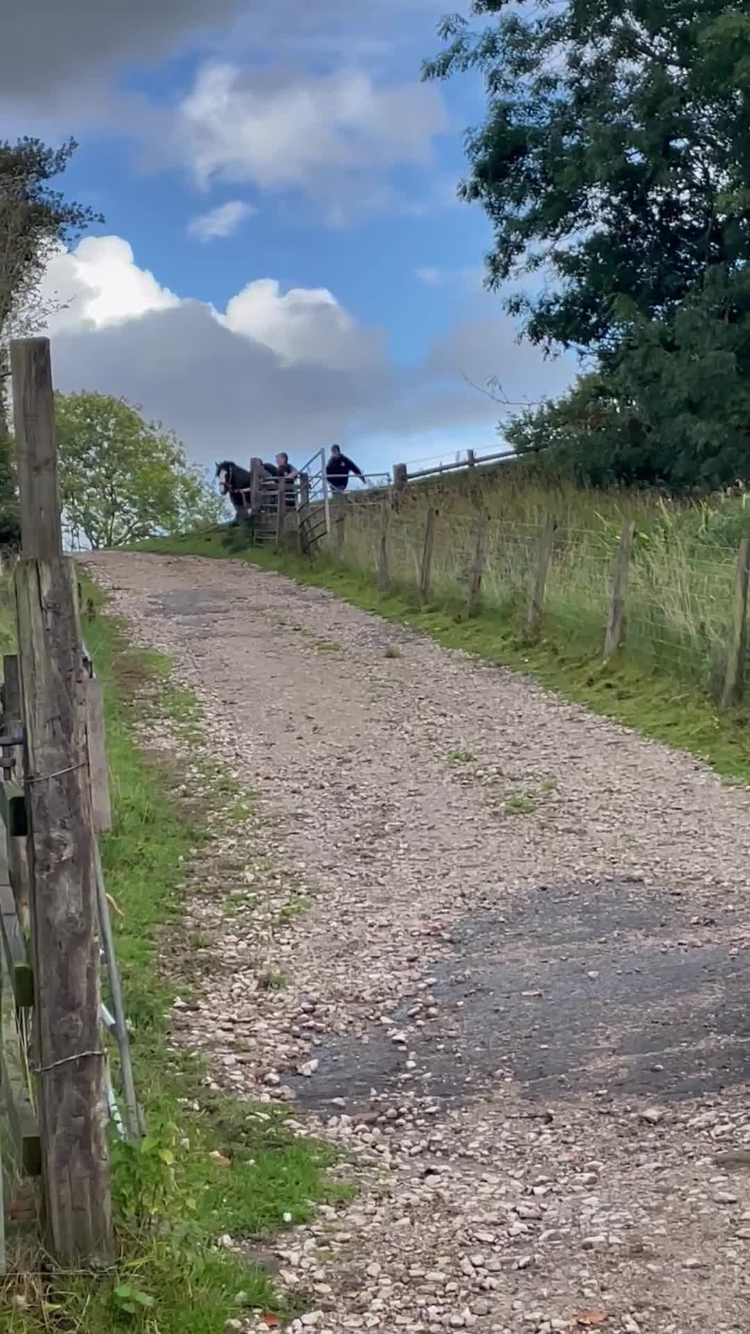 Riding pony horses for sale: Genuine cob  - Video 2