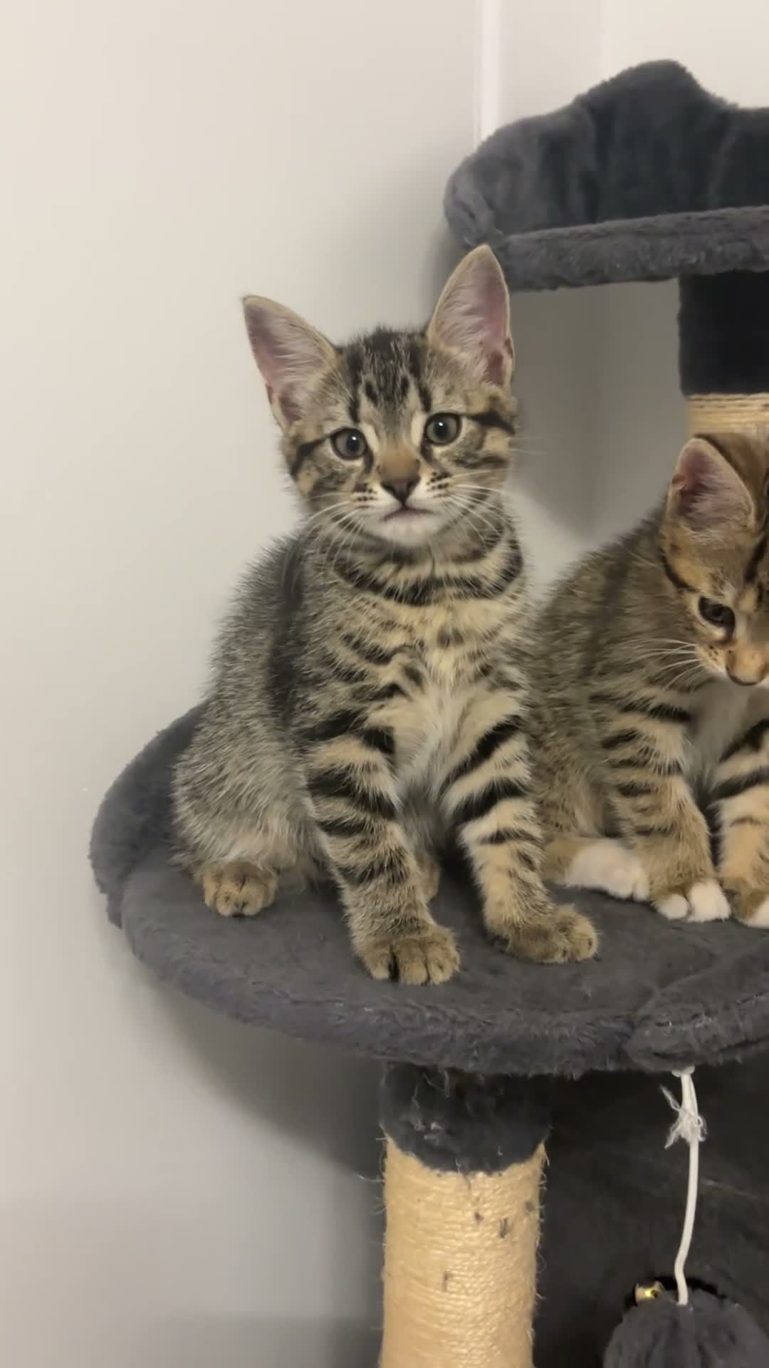Mixed Breed cats for sale: Beautiful little girl  - Video 2