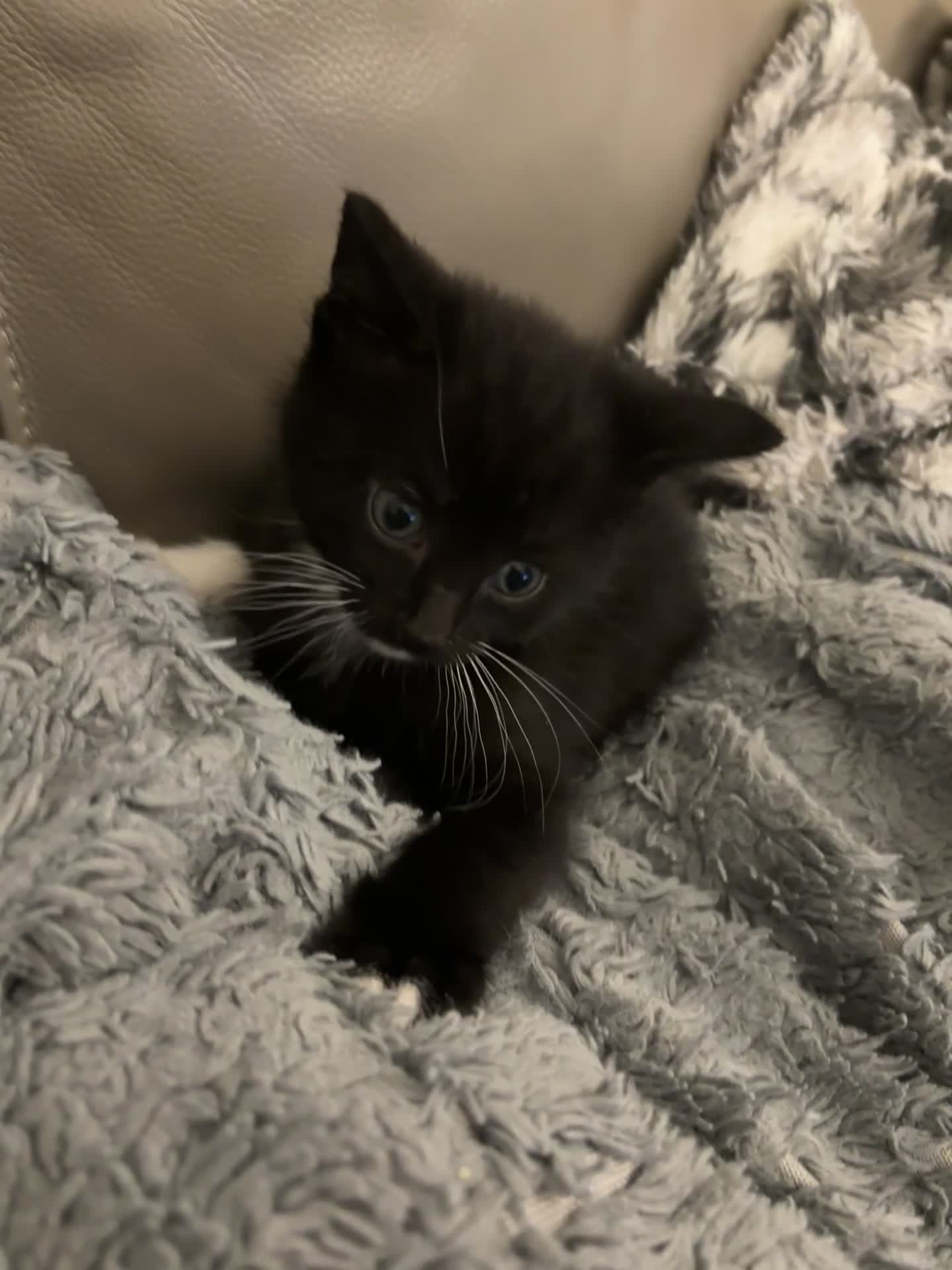 Mixed Breed cats for sale: Tuxedo and Bombay  kittens for sale  - Video 1