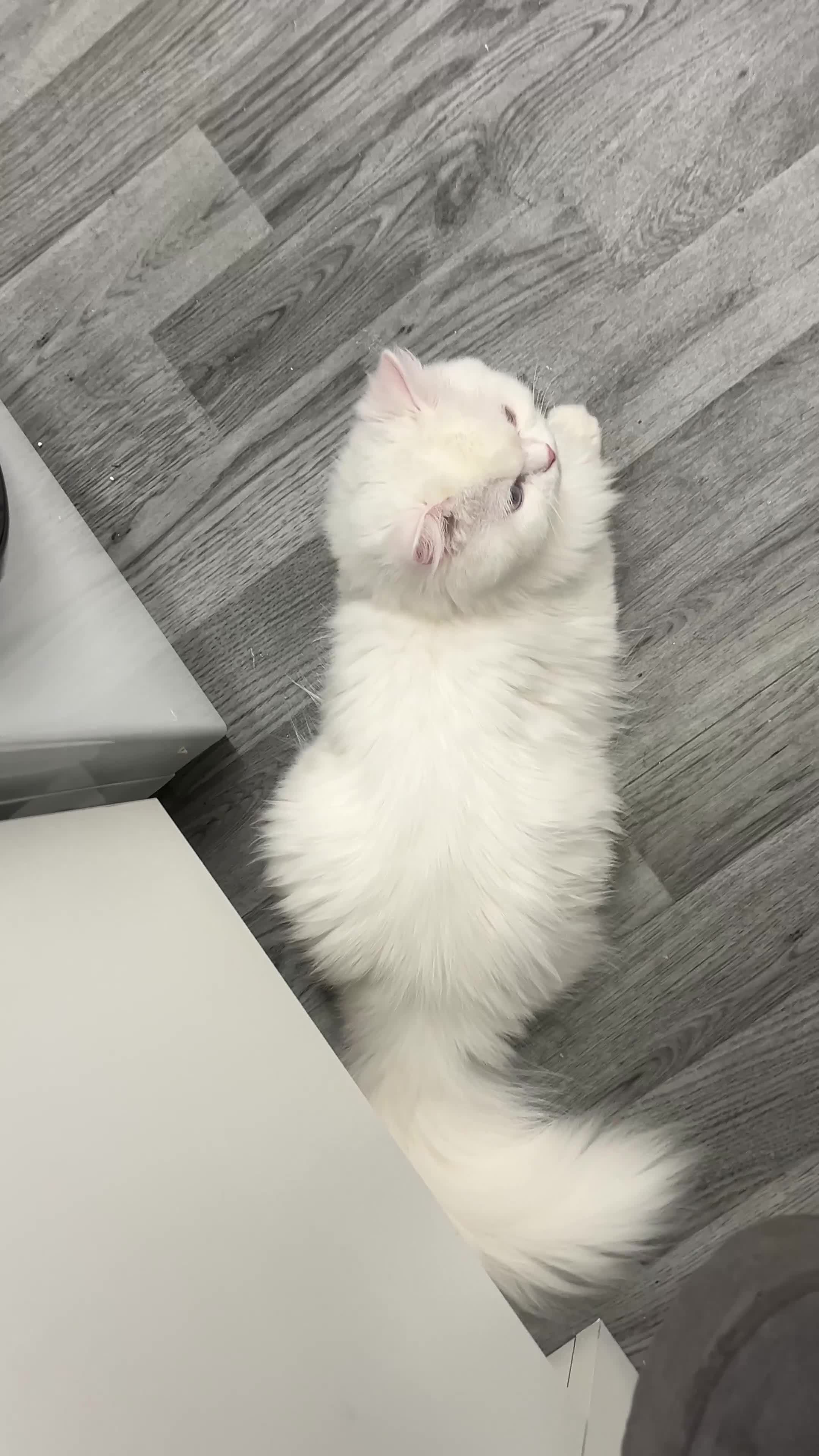 Persian cats for sale: Gorgeous one year old baby girl😍 - Video 1