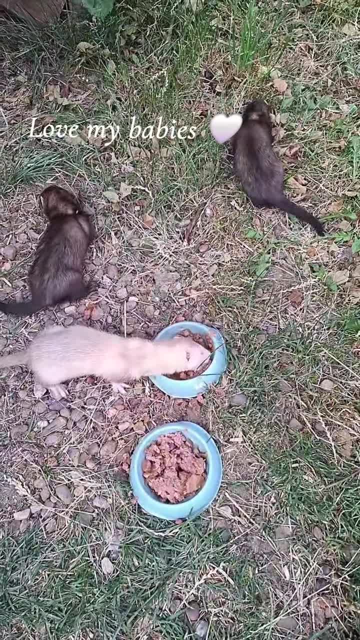 Ferret rodents for sale: 3 x male 6 month old ferrets (hob) - Video 1