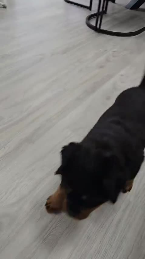 Rottweiler dogs for sale: Pick of the litter Rottweiler Female Puppy  - Video 3