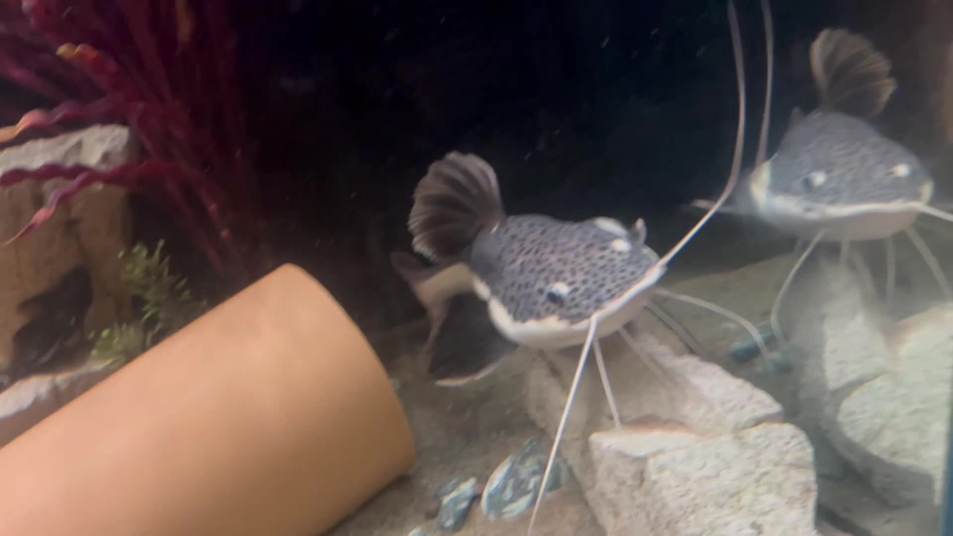 Catfish fish for sale: Red tail catfish  - Video 2