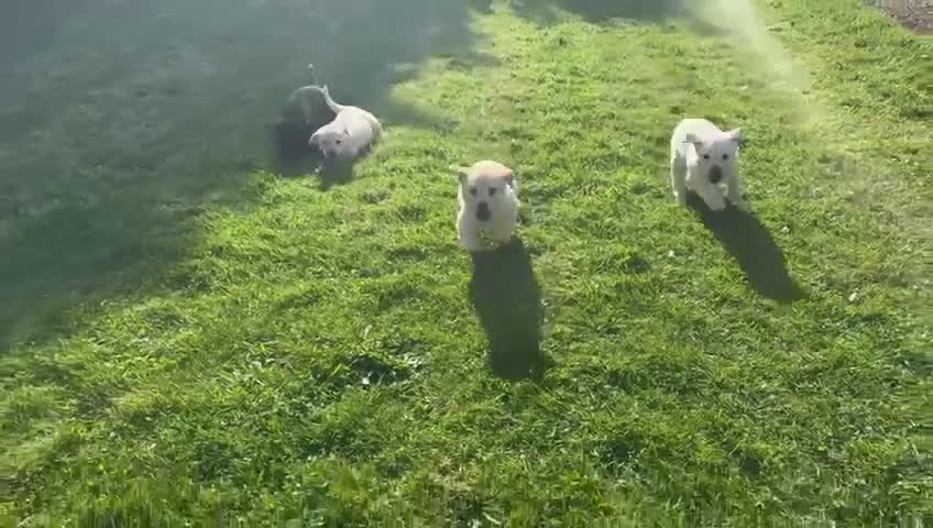 Labrador Retriever dogs for sale: Gorgeous Chunky LABRADOR Puppies in Fleetwood - Video 1