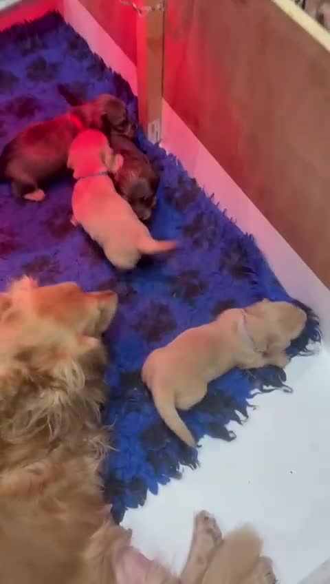 Miniature Dachshund dogs for sale: Stunning shaded cream and cream dachshunds  - Video 1