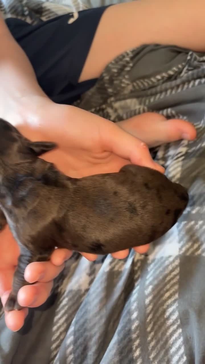 Cocker Spaniel dogs for sale: Cocker spaniel pups in Harlow - Video 4