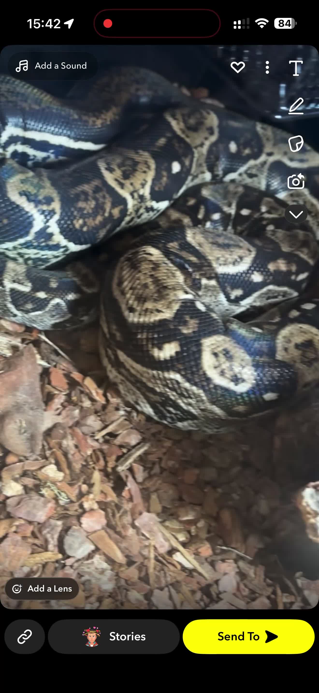 Boa Snake reptiles for sale: LOOKING FOR NEW HOME ASAP - Video 1