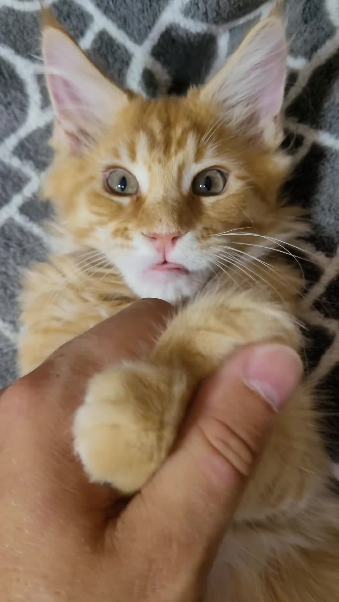 Maine Coon cats for sale: STANNING KITTENS, READY TO GO, GCCF REGISTERED  - Video 1