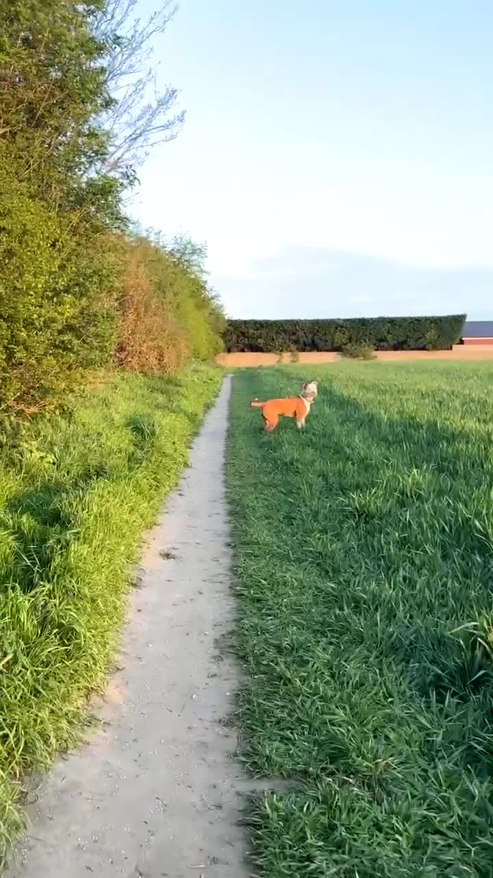 Mixed Breed dogs for sale: Athena  in Pontefract - Video 1