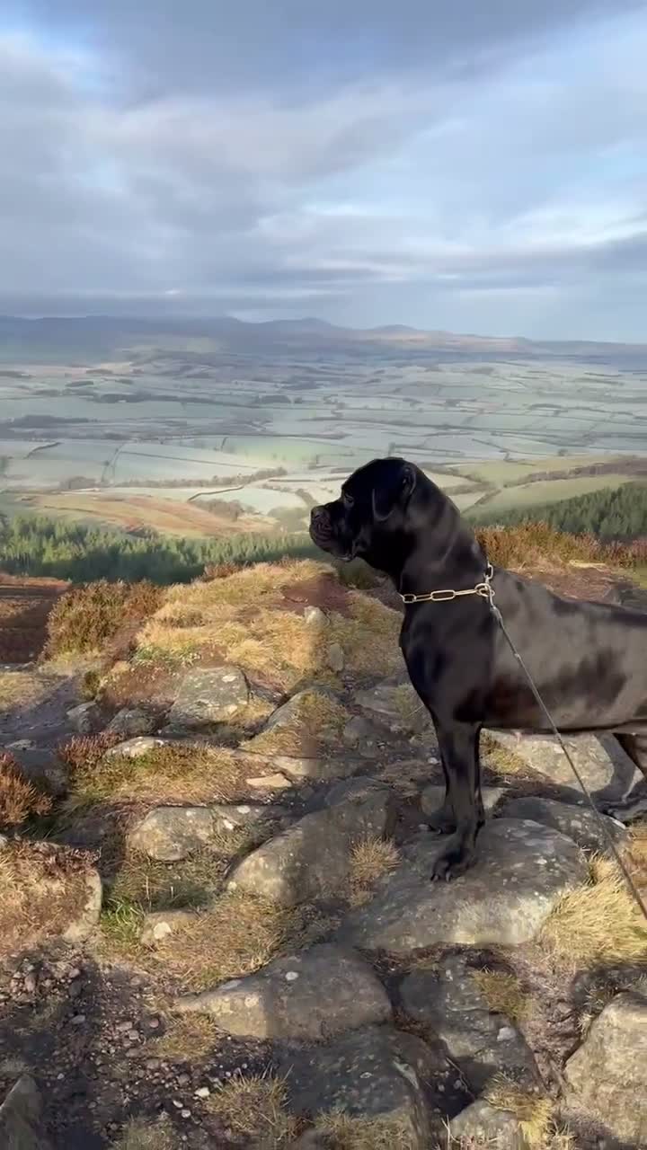 Cane Corso dogs for sale: EXCEPTIONAL CANE CORSO PUPPIES - Video 1