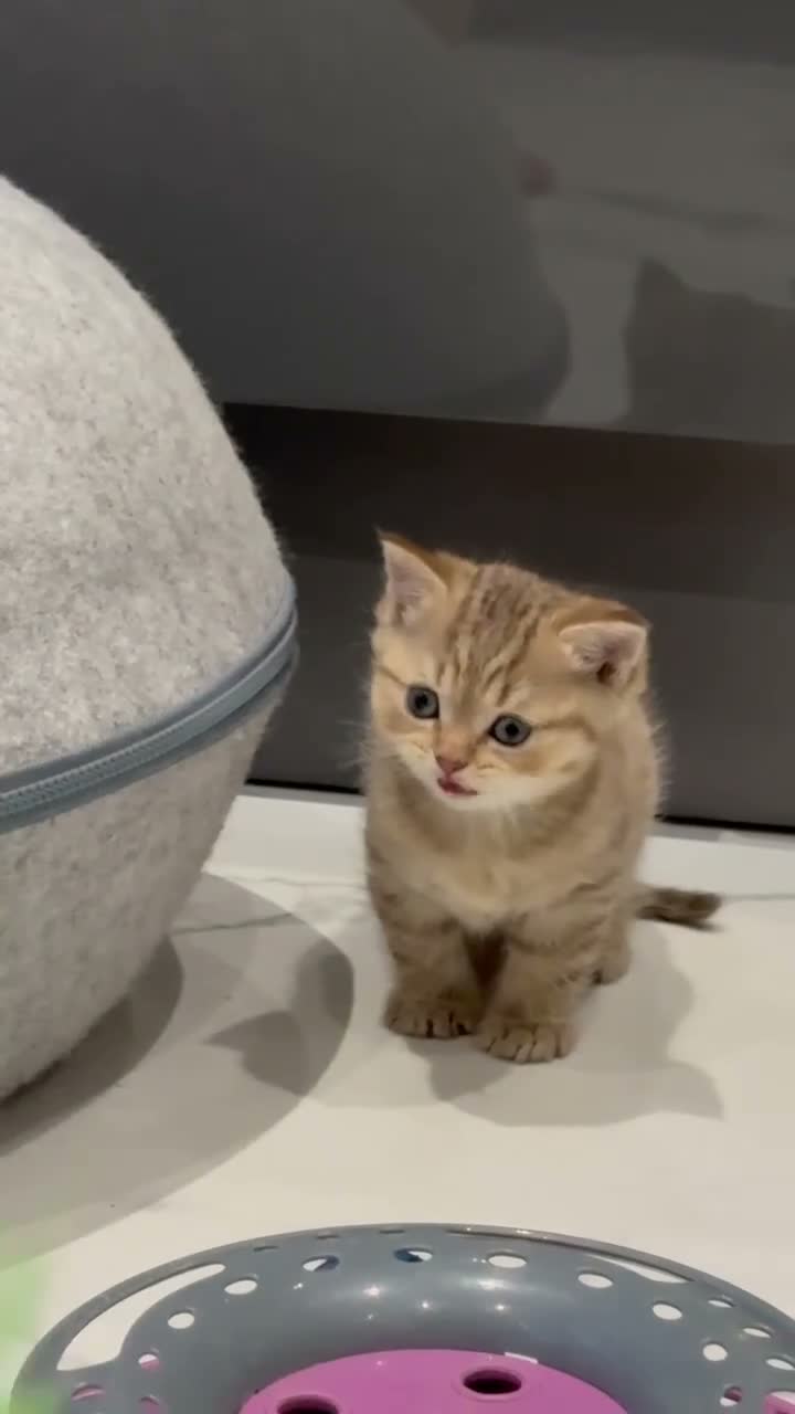 Scottish Fold cats for sale: Scottish fold full pedigree  - Video 5