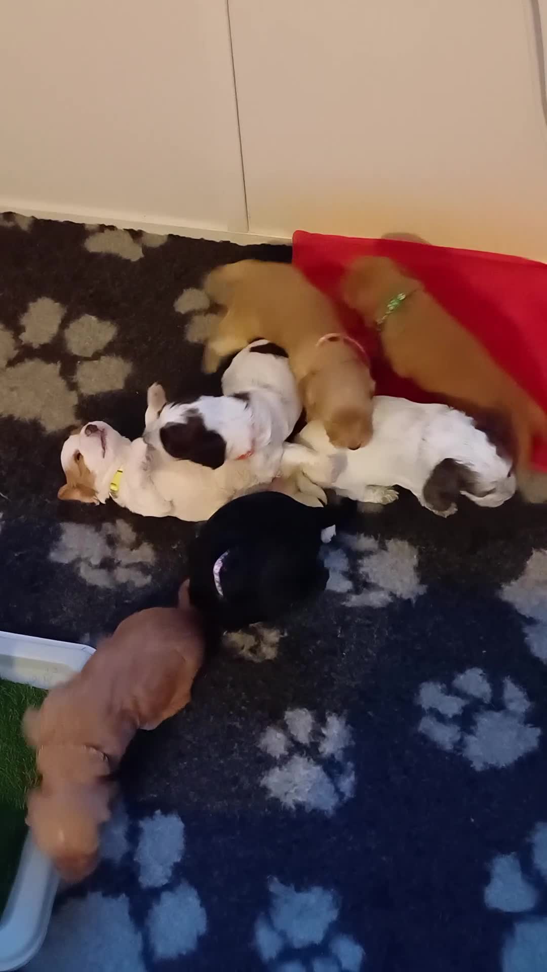Cockapoo dogs for sale: Gorgeous cockapoo puppies F1B - Video 1