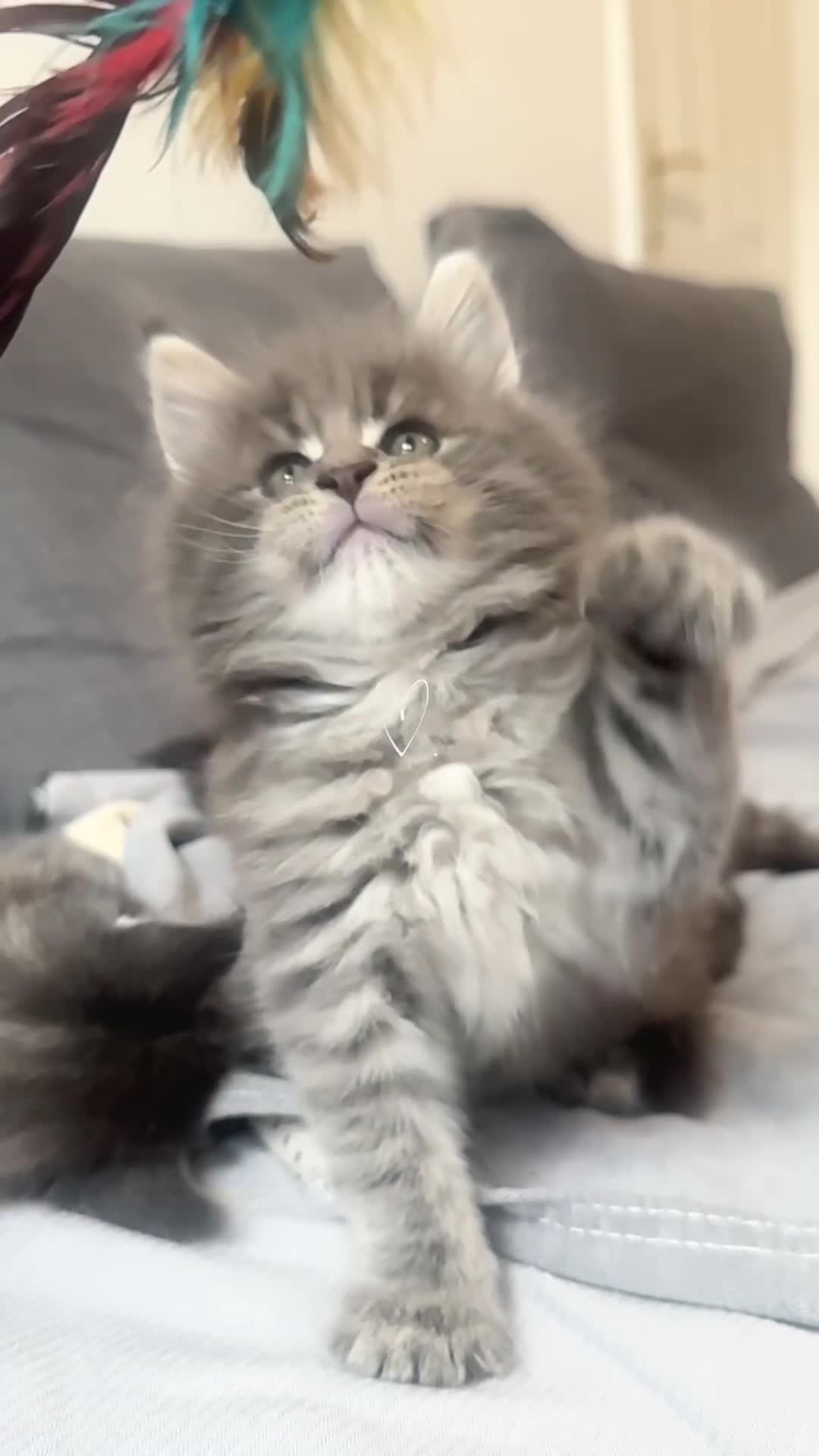 Maine Coon cats for sale: Champions - Bloodline Purebred Maine Coon Kittens  - Video 1