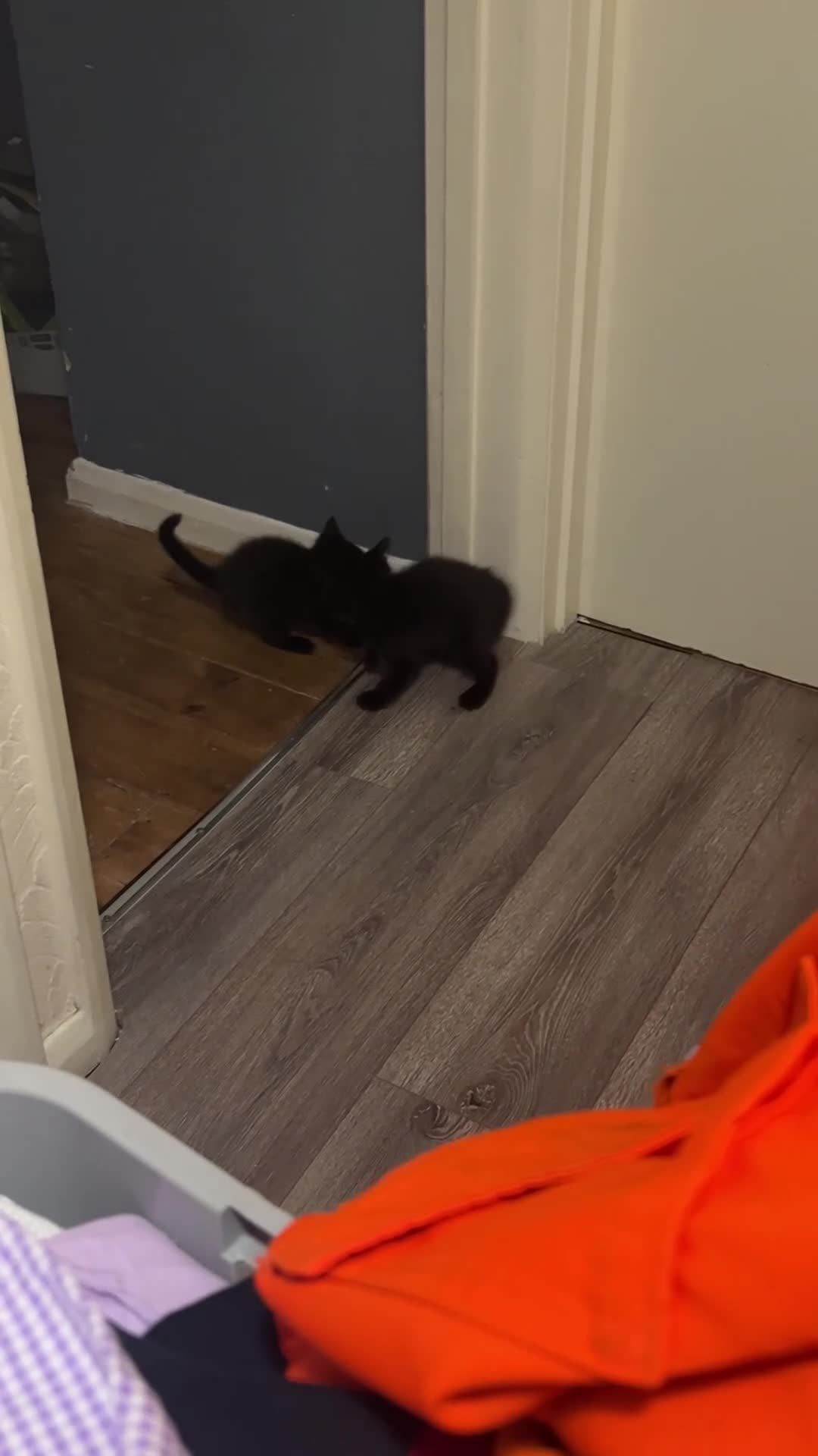 Mixed Breed cats for sale: little Brown/black long haired kitten - Video 1