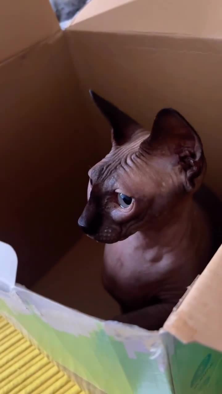 Sphynx cats for sale: Mother and daughter sphnyx - Video 3